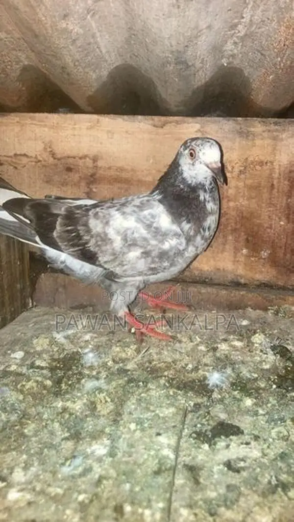 Pigeons