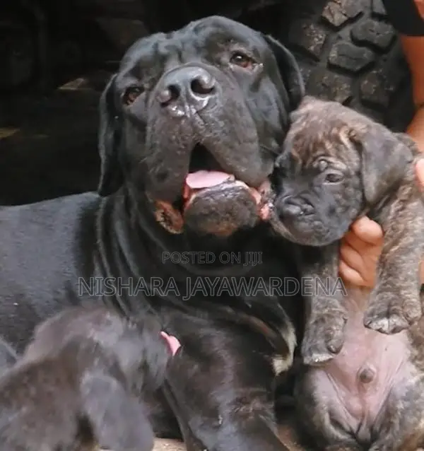 Cane Corso Puppies