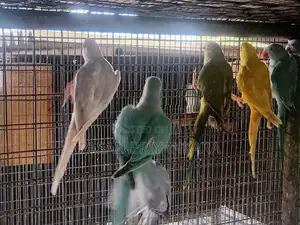 Ringneck Birds