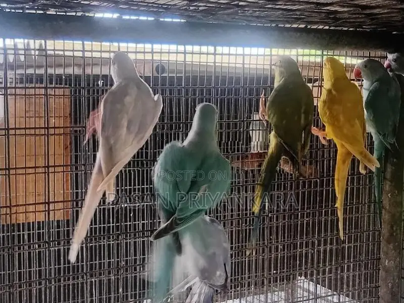 Ringneck Birds