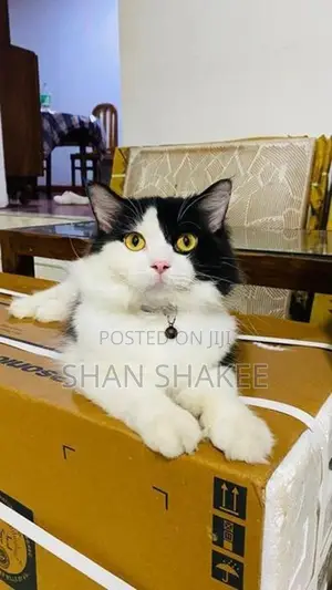 Persian cat