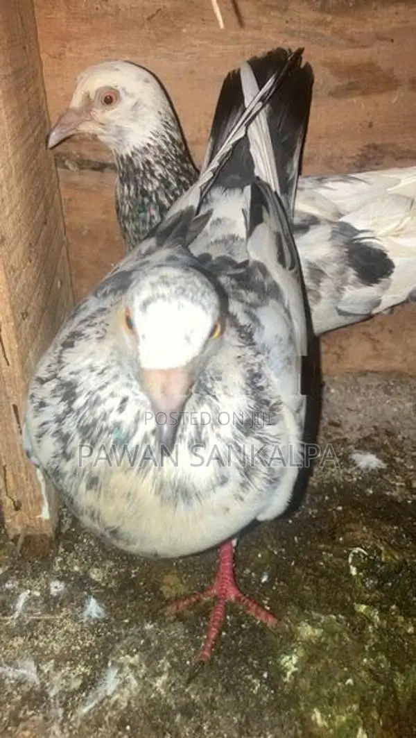 Pigeons