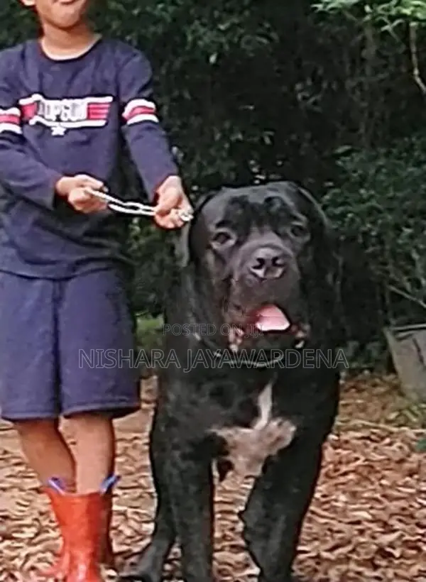 Cane Corso Puppies