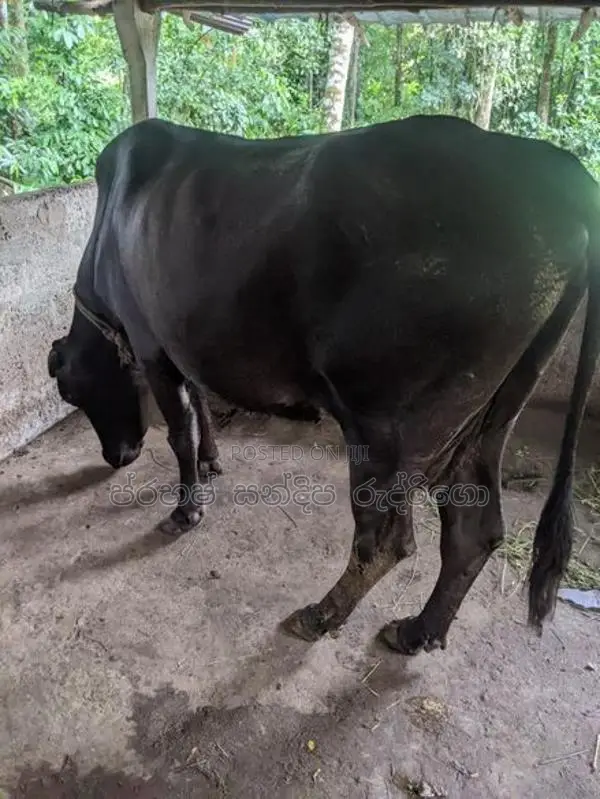 Milk cow (කිරි එලදෙනක්)