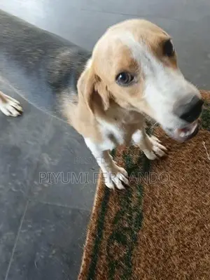 British Beagle Female Dog