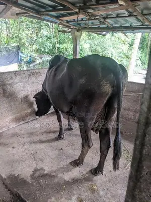 Milk cow (කිරි එලදෙනක්)