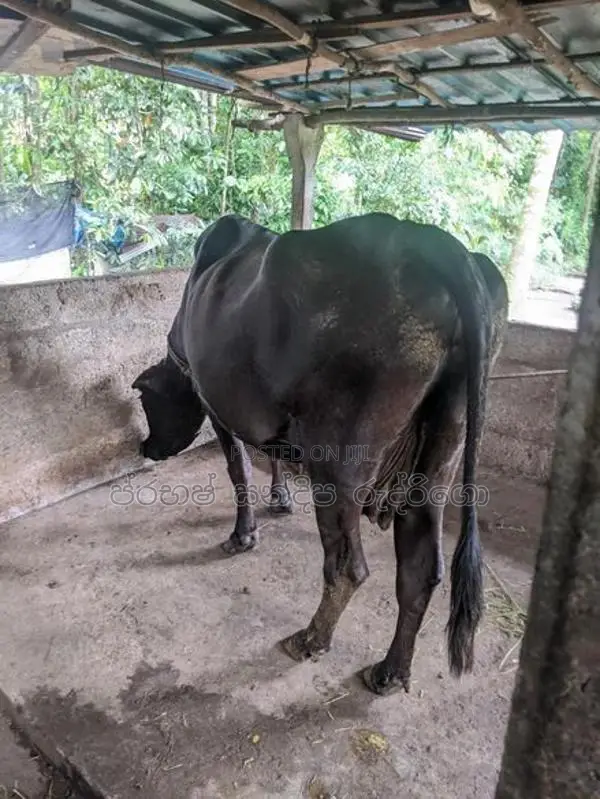 Milk cow (කිරි එලදෙනක්)