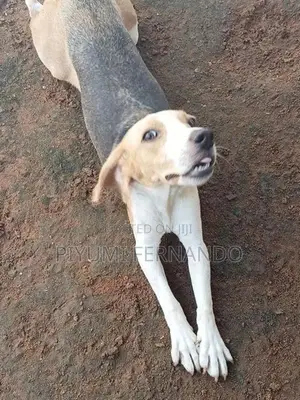 British Beagle Female Dog