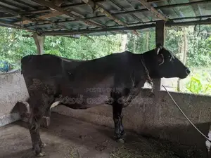 Milk cow (කිරි එලදෙනක්)