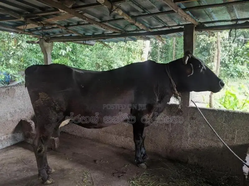 Milk cow (කිරි එලදෙනක්)