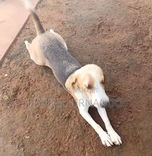 British Beagle Female Dog