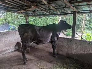 Milk cow (කිරි එලදෙනක්)