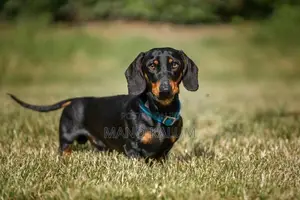 Dachshund Pups