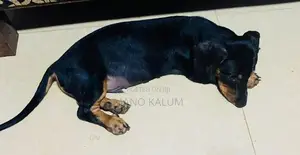 Dachshund Pups