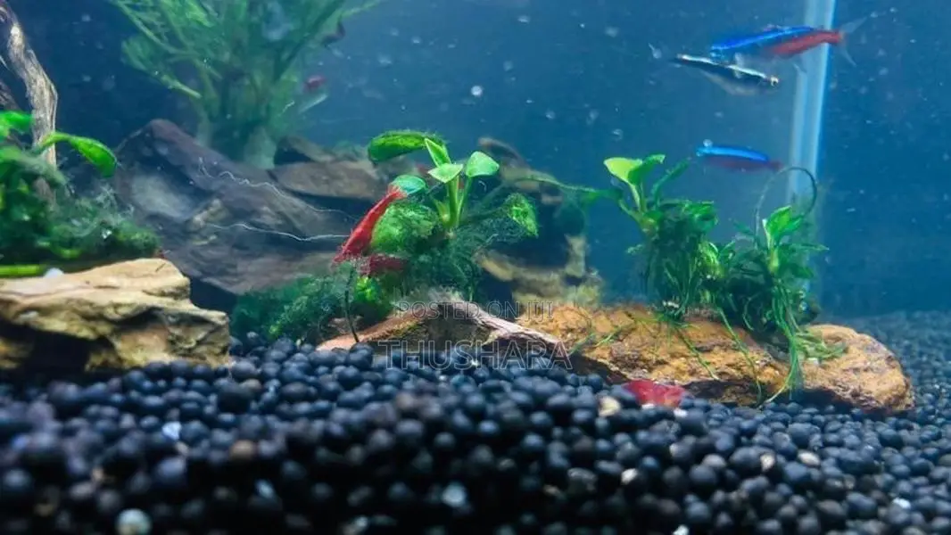 Shrimps