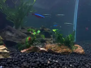 Shrimps