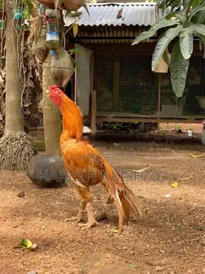 Long Tail Rooster