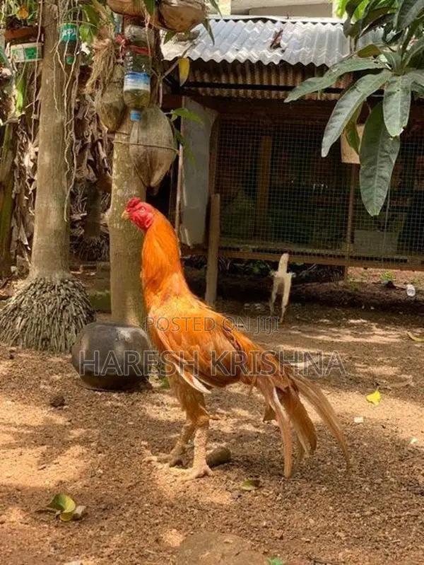 Long Tail Rooster