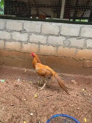 Long Tail Rooster