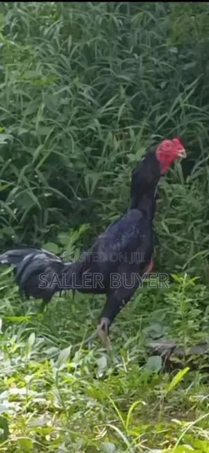 Aseel Rooster