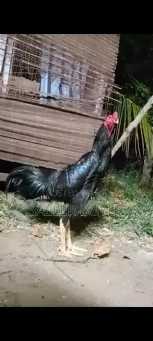 Aseel Rooster