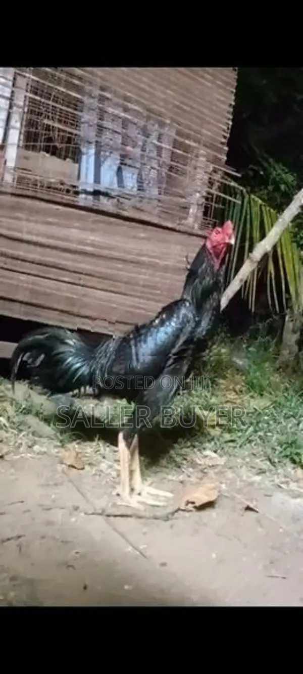 Aseel Rooster