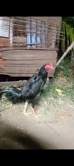 Aseel Rooster