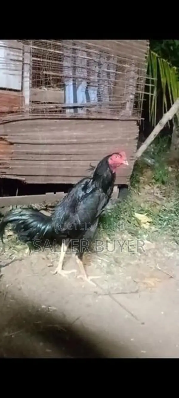 Aseel Rooster