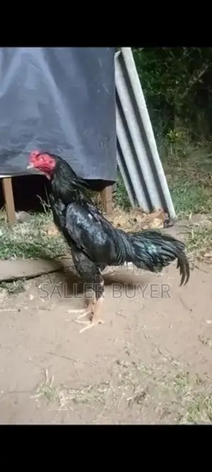 Aseel Rooster
