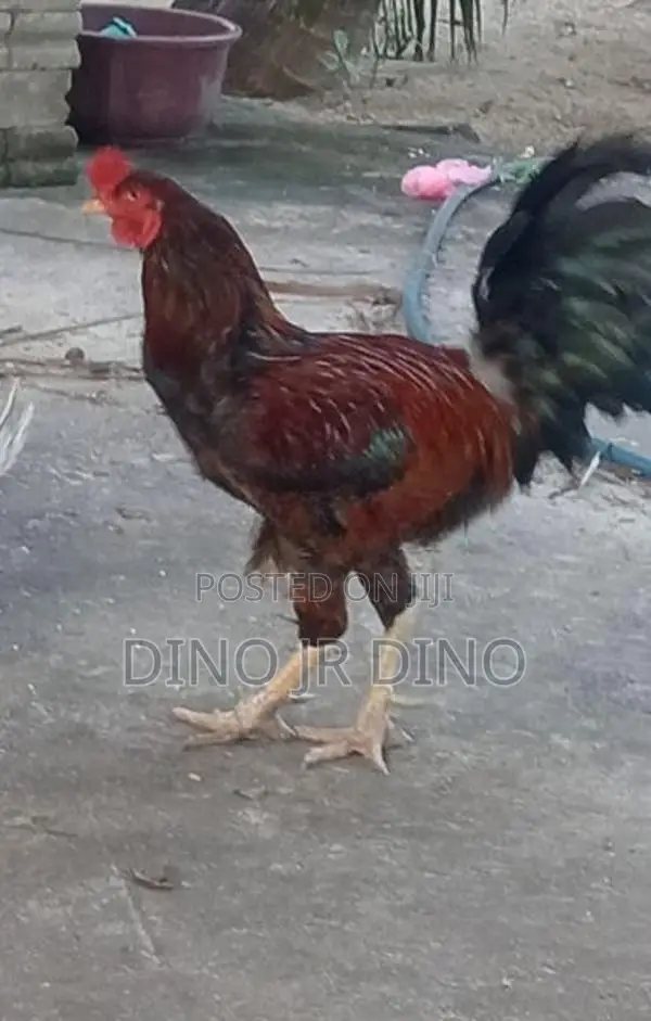 Velladiyan Rooster
