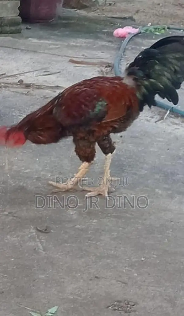 Velladiyan Rooster