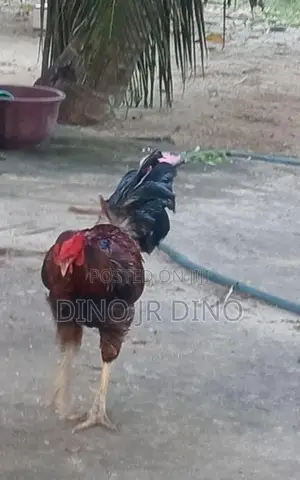 Velladiyan Rooster