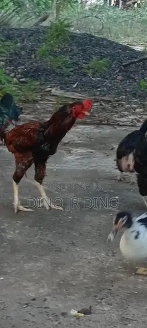 Velladiyan Rooster