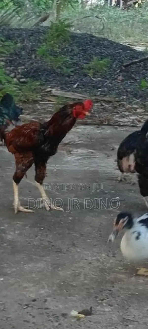 Velladiyan Rooster
