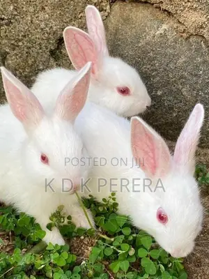 Angora White Rabbits