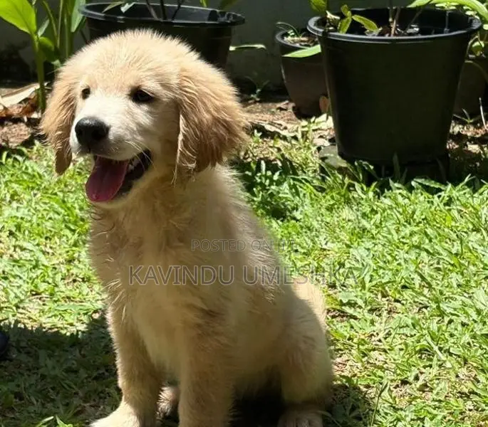 Golden Retriever Puppy