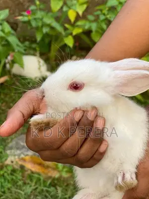 Angora White Rabbits