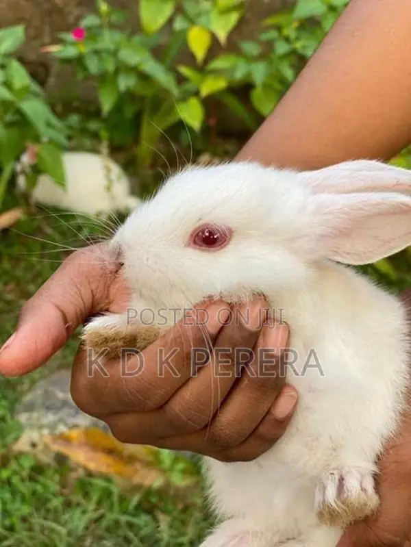 Angora White Rabbits