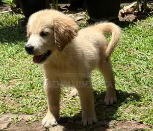 Golden Retriever Puppy