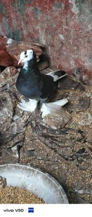 Pigeons