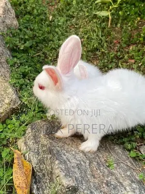Angora White Rabbits