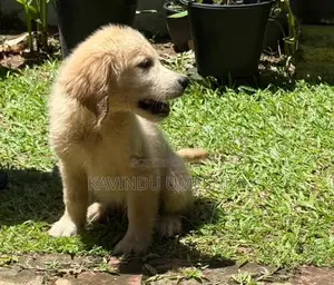 Golden Retriever Puppy