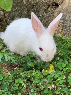 Angora White Rabbits