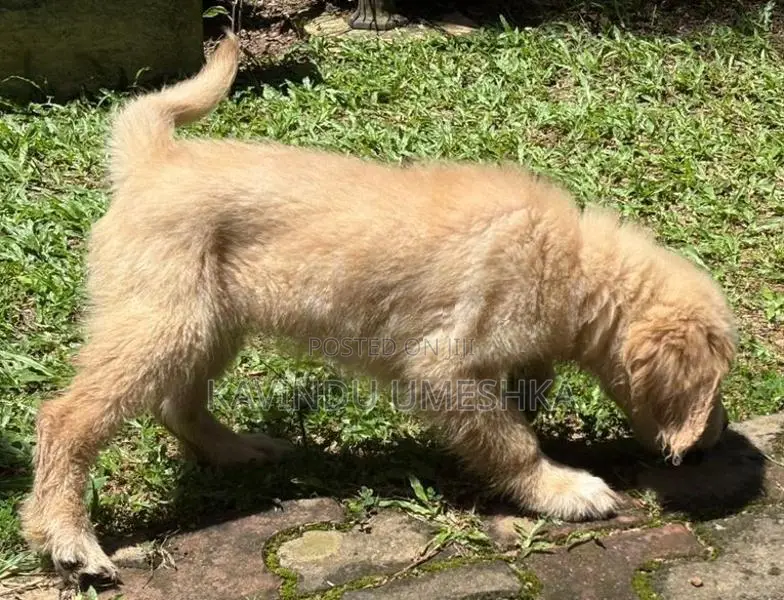 Golden Retriever Puppy