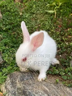 Angora White Rabbits