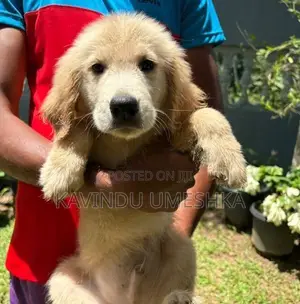 Golden Retriever Puppy