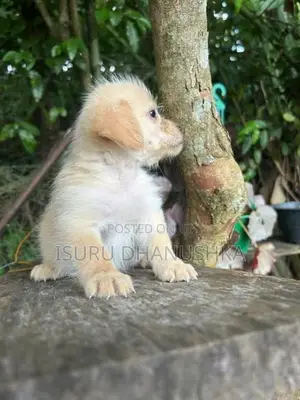 Shih Tzu Puppy