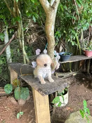 Shih Tzu Puppy