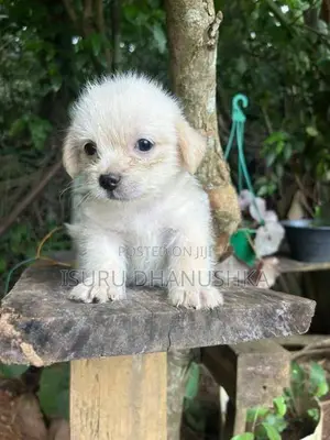 Shih Tzu Puppy