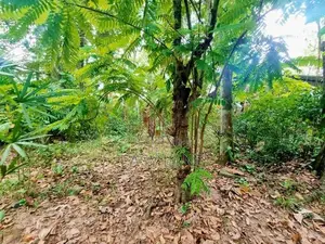 Land for Sale Devolapola